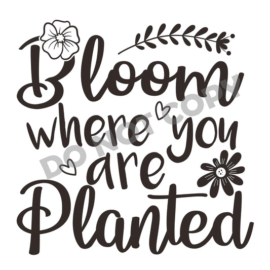 Bloom Where You Are Planted -DTF Transfer - Picasso Print